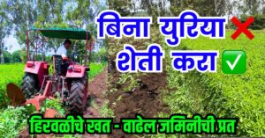 Read more about the article Green Manure-हिरवळीचे खत-वाढवेल जमिनीची प्रत