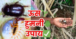 Read more about the article Sugarcane WhiteGrub Control-ऊसावरील हुमणी नियंत्रण