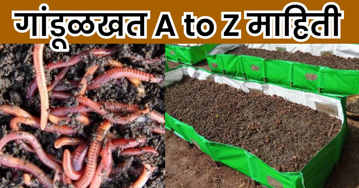 gandulkhat gandul-khat vermicompost gandulkhat nirmiti